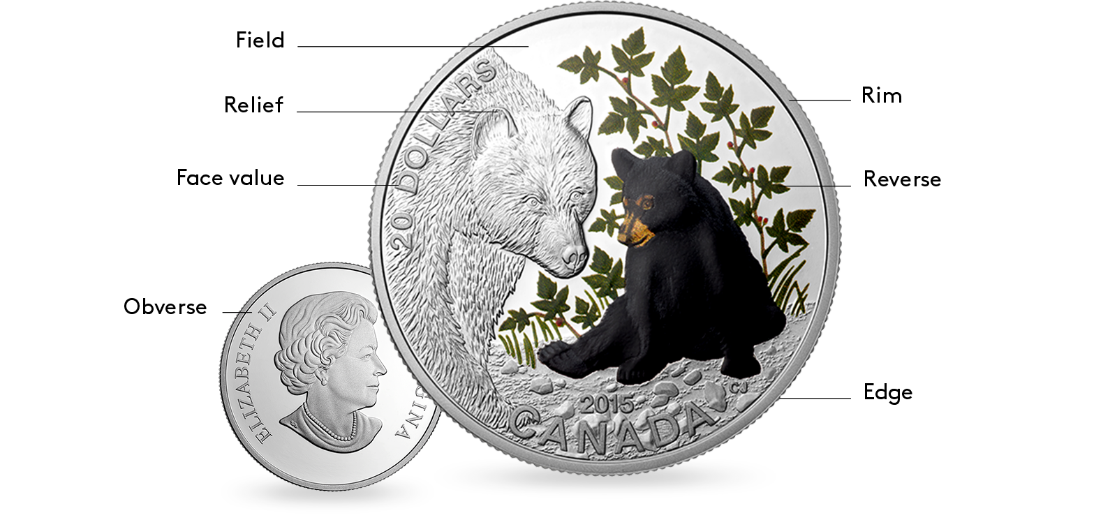 image coin anatomy - silver coin