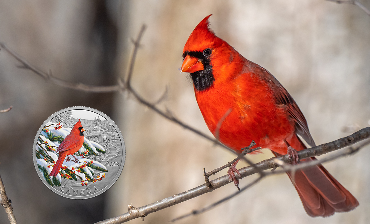 Northern cardinal in a tree