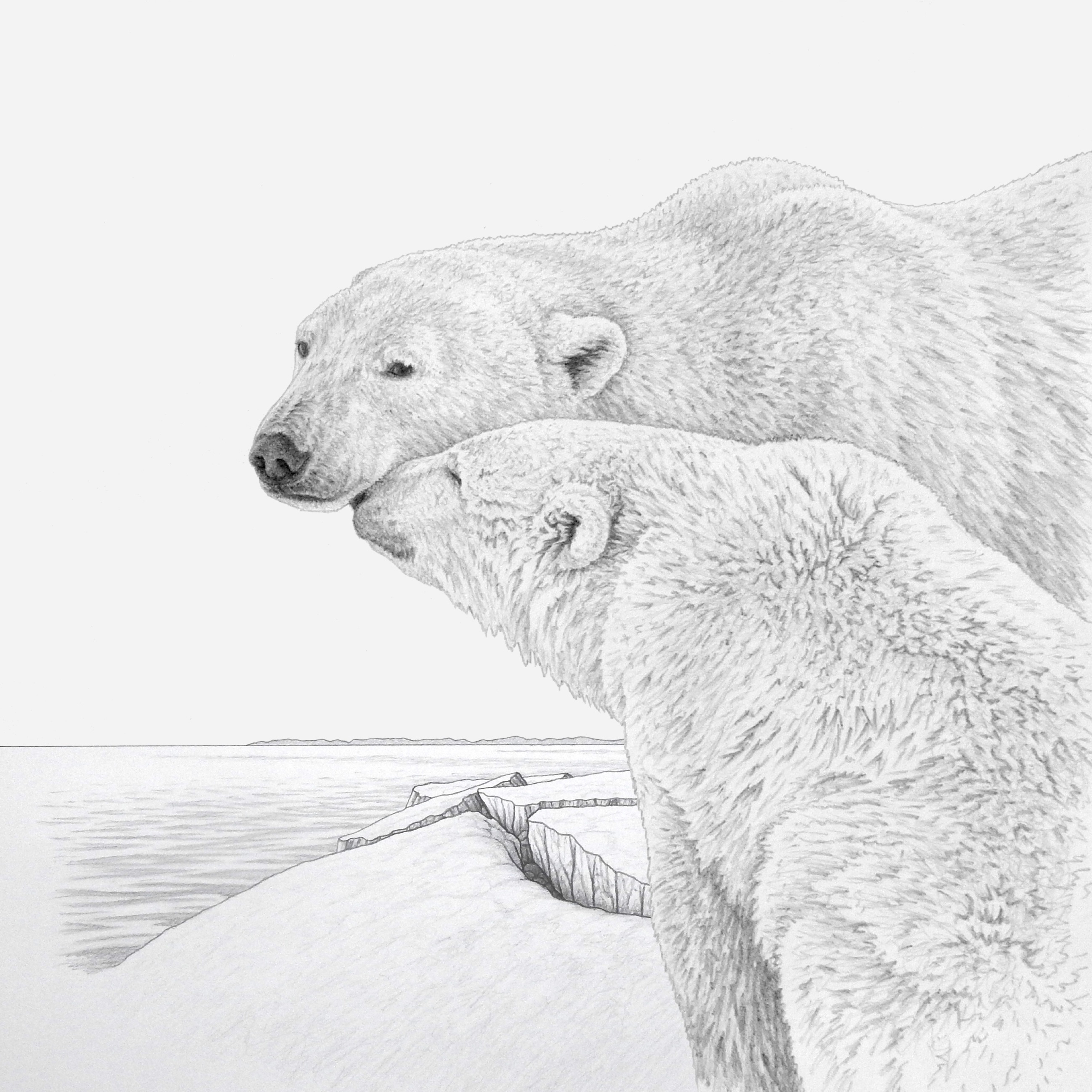 Original design by Canadian wildlife artist W. Allan Hancock inspired the Royal Canadian Mint's 2024 Premium Bullion - Majestic Polar Bear coins. Original design by Canadian wildlife artist W. Allan Hancock inspired the Royal Canadian Mint's 2024 Premium Bullion - Majestic Polar Bear coins.
