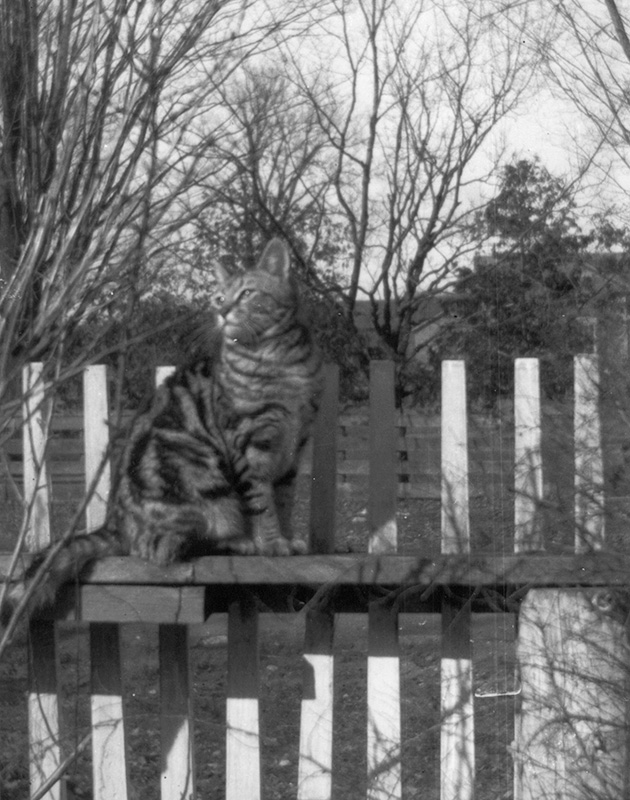 image Lucky, le chat de L. M. Montgomery, Norval – v. les années 1930