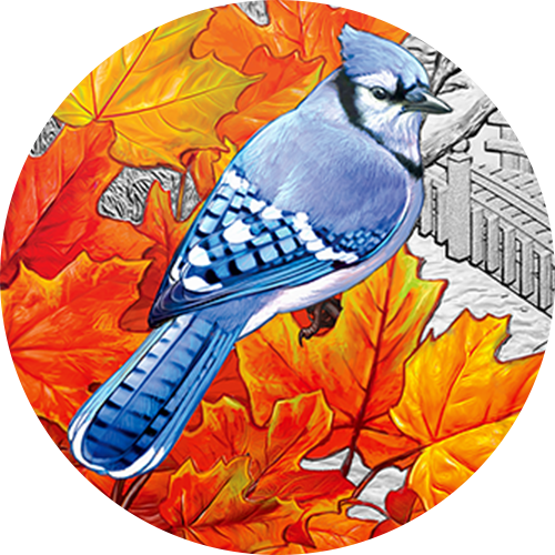 A blue jay portrait