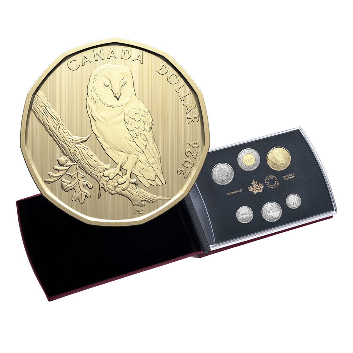 Ensemble spécimen – Histoires de conservation : Effraie des clochers (2026)